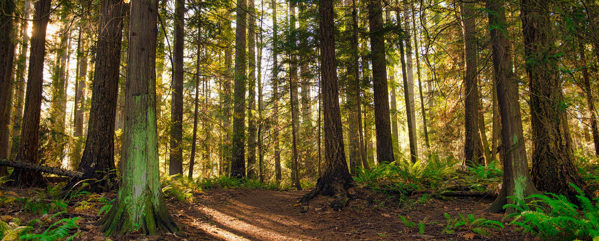 vancouver island forest